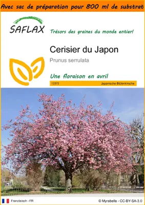 Image de SAFLAX Garden in the bag - Cerisier du Japon - 30 graines - Prunus