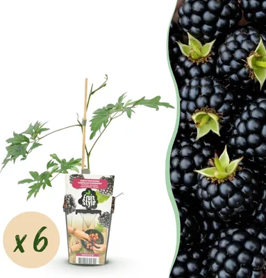 Obrázek produktu pro Vždyzelená ostružina Rubus Thornless Evergreen, mrazuvzdorná, 6 rostlin, výška