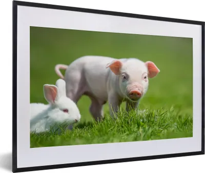 Produktbild von MuchoWow® Gerahmtes Poster Ferkel - Kaninchen - Tiere 60x40 cm - Poster mit Schwarzem Bilderrahmen Wandposter Rahmen Foto Bilder - Schlafzimmer - Plakat in Rahmen - Drucken