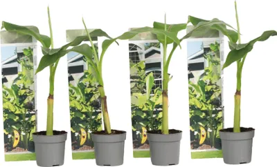 Produktbild von Bananenpflanze - 4 Stk - Musa basjoo - Höhe 25-40cm - ⌀9cm