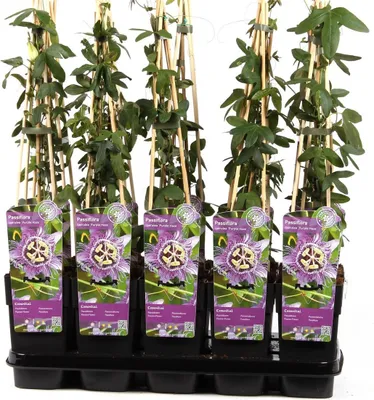 Produktbild von Passiflora Violett 'Purple Haze' - asi 30 cm | popínavá rostlina, mrazuvzdorná, exotická mučenka, fialové květy, rychle rostoucí