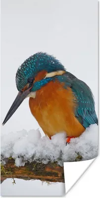 Produktbild von MuchoWow® Poster Eisvogel - Schnee - Winter 60x120 cm - Wandschmuck