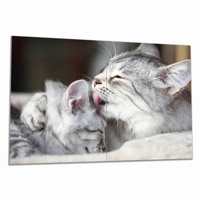 Produktbild von Wallario Herdabdeckplatte aus Glas, Größe 80 x 52 cm 2-teilig, Motiv Süße kleine getigerte Katzenbabys