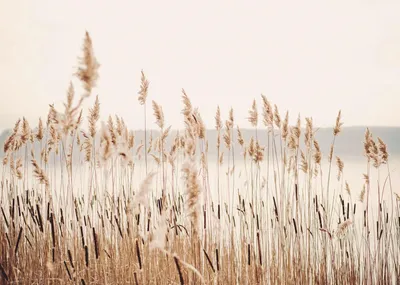Produktbild von Magnetmatte für Heizkörperverkleidung, Beige Boho Reed, 60x100cm