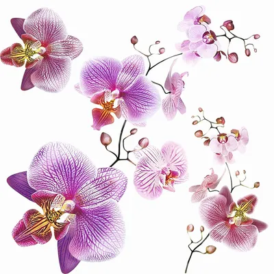 Image de Sanders & Sanders sticker mural fleurs rose et violet 30 x 30 cm
