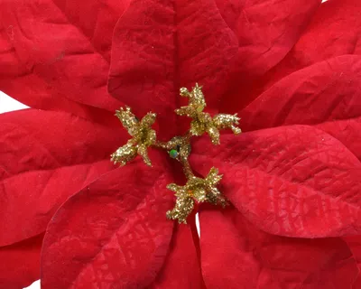 Productafbeelding van Poinsettia plastic d16h3 cm rood kerst Everlands