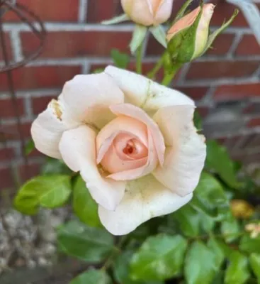 Produktbild von Rosa Chandos Beauty ® - Edelrose Chandos Beauty ® - Harkness Rose