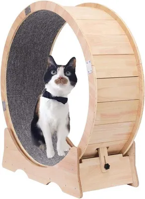 Image de Jouet pour chat : roue d'exercice pour chats