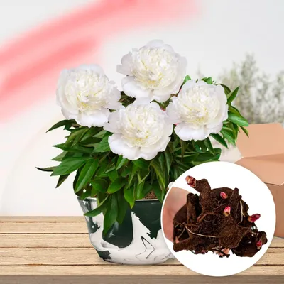 Imagen del producto de Pfingstrosen "White Passion" - 1 planta - Peonías híbridas de gran tamaño - Resistente al invierno y planta perenne - Plantas de Holanda para jardín y maceta (no semillas, bulbos, ni artificiales)