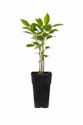 Produktbild von Mini-Kiwi Kiwibeere ‘Kens Red’ – winterhart, rotfleischig, süß-aromatisch, 30–50 cm im Topf