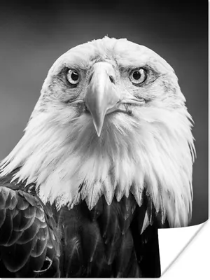 Produktbild von MuchoWow® Poster Adler - Raubvogel - Schwarz - Weiß - Tiere 30x40 cm - Wandplakat - Poster Kinderzimmer