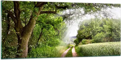 Produktbild von Bilder auf glas - Pfad Natur Wald Grün - 120x50cm - Glasbilder - Wandbilder - Kunstdruck - zum Aufhängen bereit - Wanddekoration aus Glas - Glas Bilder - Wandbild auf Glas - Einteilig - GAB120x50-2637