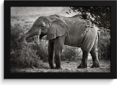 Produktbild von MuchoWow® MuchoWow® Gerahmtes Poster Elefant - Tiere - Bäume - Schwarz - Weiß 30x20 cm - Poster mit zchwarzem Bilderrahmen - Kunstdruck - Bild-Poster