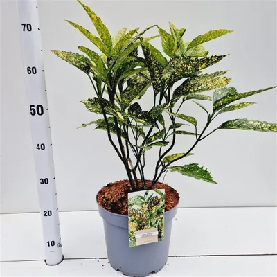 Immagine prodotto di Aucuba japonica 'Crotonifolia' - Aucuba giapponese | 25-30 cm in vaso