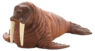 Immagine prodotto di Mojo 387209 Tricheco di Animal Planet (1 pezzo)