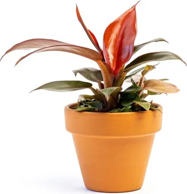 Obrázok produktu pre Gardners Philodendron Red Sun, priemer 6 cm