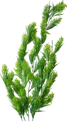 Produktbild von Clayre & Eef Kunstpflanze 75 cm Grün Kunststoff