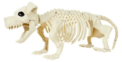 Produktbild von Smiffys - Hundeskelett - Requisite SM1351 (Einheitsgröße) (Natürlich)