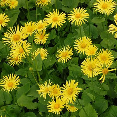 Obrázok produktu pre 6 x Gemswurz  - Doronicum orientale 'Magnificum'  | Kvetináč 9 cm x 9 cm