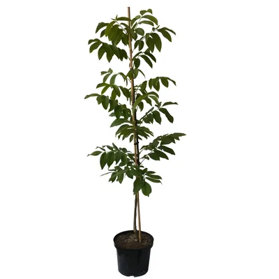 Produktbild von Walnuss Fernette 10 Liter Topfballen