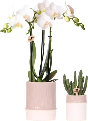 Produktbild von Kolibri Company | Bamboo Weiß Pflanzenset | Weiße Amabilis Orchidee Ø9cm + Grünpflanze inkl. Keramik‑Übertöpfe