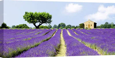 Produktbild von Leinwandbilder - Lavendelfelder, Frankreich - 120x60 cm