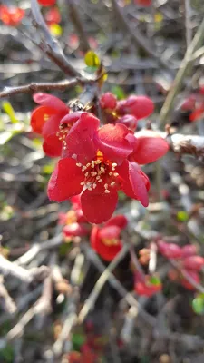 Image de Chaenomeles speciosa 'Rubra' / Cognassier du Japon rouge