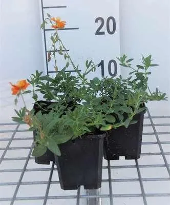 Obrázek produktu pro 6 x Helianthemum hybr. 'Bronzeteppich' - Slunečnice - květináč 9 x 9 cm