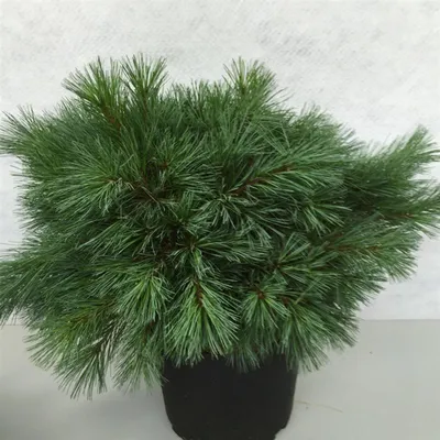 Image de Pinus strobus « Blue Shag » - Pin Weymouth | 40-50 cm  en pot