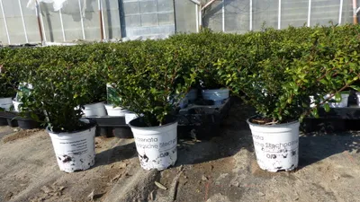 Produktbild von 10 Stück Ilex crenata Stokes Heckenpflanze Buchsbaum Ersatz winterhart + robust