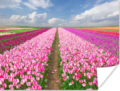 Produktbild von MuchoWow® Poster Tulpen - Sonne - Frühling 80x60 cm - Kunst für zu Hause