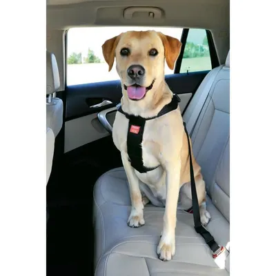 Image de Harnais de sécurité pour chien XL Zolux