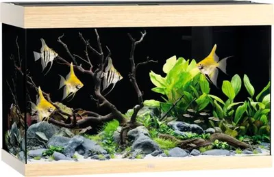 Produktbild von Aquarium JUWEL Rio 290 SBX mit LED-Beleuchtung, Heizer, Filter ohne Unterschrank helles Holz, ca. 101 x 51 x 66 cm, ca.