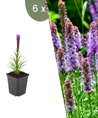Produktbild von Plants by Frank | 6 Prachtscharte Pflanzen | Liatris Spicata | Stauden | Winterhart | Mehrjährig | Gartenpflanzen