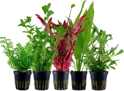 Produktbild von Pflanzen Set mit 5 Hintergrund Topf Aquarium Wasserpflanzen AquaOne Nr.207