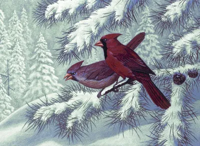 Immagine prodotto di Pittura per numeri Cardinale rosso Uccelli nella neve
