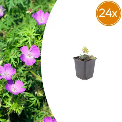 Zdjęcie produktu dla Geranium sanguineum – Geranium krwiste – doniczka 9 cm – 10–25 cm – zestaw 24 roślin
