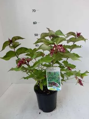 Zdjęcie produktu dla Leycesteria formosa - Schöne Leycesterie 40- 50 cm - Pojemnik