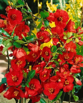 Produktbild von Chaenomeles 'Nicoline', Zierquitte, leuchtend rot, 40–60 cm
