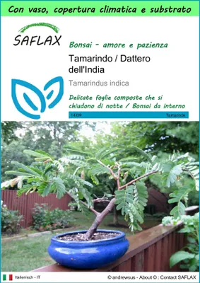 Immagine prodotto di SAFLAX Garden to go - Tamarindo / Dattero dell'India - 4 semi - Tamarindus