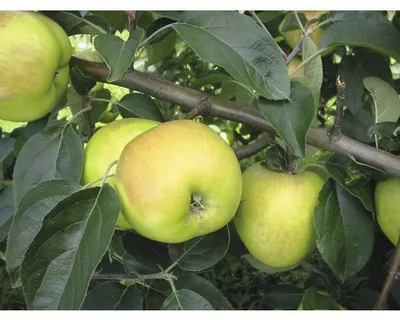 Obrázek produktu pro Jabloň podzimníFloraSelfMalus domestica 'Gravensteiner' 120-150 cm květináč 7,5 l