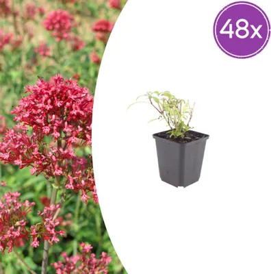 Image de Centranthus ruber 'Coccineus' | 48 pièces - 10-25cm - Ø9cm - Plante de jardin