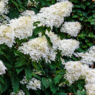Obrázek produktu pro Kytice hortenzie Grandiflora 2 L