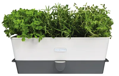 Immagine prodotto di Cole & Mason Burwell, vaso per erbe aromatiche con sistema di autoirrigazione, confezione da tre