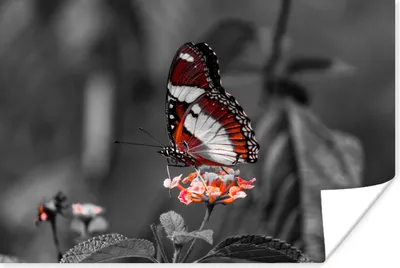 Produktbild von MuchoWow® Poster Schmetterling - Tiere - Blumen - Schwarz und weiß - Orange 90x60 cm - Schlafzimmer