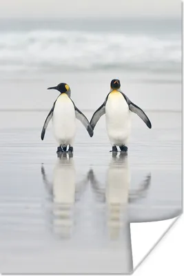 Produktbild von MuchoWow® Poster Zwei Pinguine spazieren am Meer 20x30 cm - Papierdruck