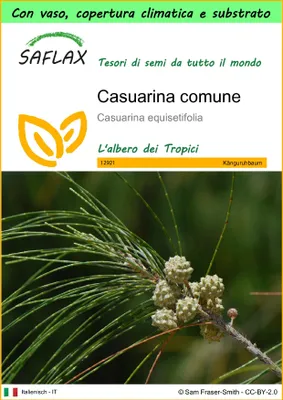 Immagine prodotto di SAFLAX Garden to go - Casuarina comune - 200 semi - Casuarina