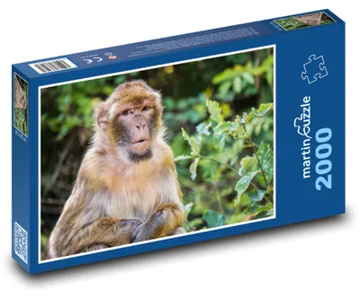 Obrázek produktu pro Puzzle 2000 Barbarský makak v přírodě - martinpuzzle