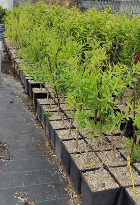 Obrázek produktu pro Prunus dulcis 'Tuono', mandloň, 5litrový květináč