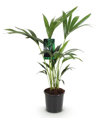 Obrázok produktu pre Howea Forsteriana, palema Kentia, vhodná do interiéru
